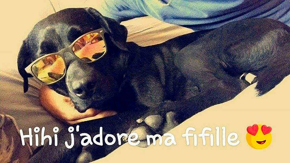 Kiara participe au concours pour gagner de l'argent avec cette photo : black_hair, canidae, carnivore, comfort, companion_dog, dog, dog_breed, ear, eyewear, font, gesture, goggles, happy, selfie, snout, sporting_group, sunglasses, t_shirt, vision_care, working_animal