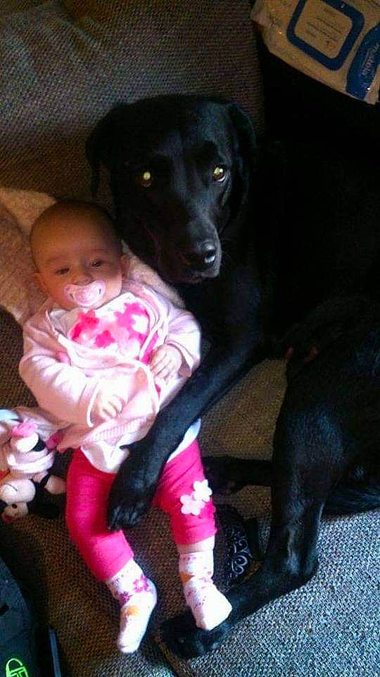 Kiara participe au concours pour gagner de l'argent avec cette photo : baby, baby_products, baby_toddler_clothing, borador, canidae, carnivore, comfort, companion_dog, dog, dog_breed, fun, fur, guard_dog, iris, lap, magenta, pink, sitting, sporting_group, toddler