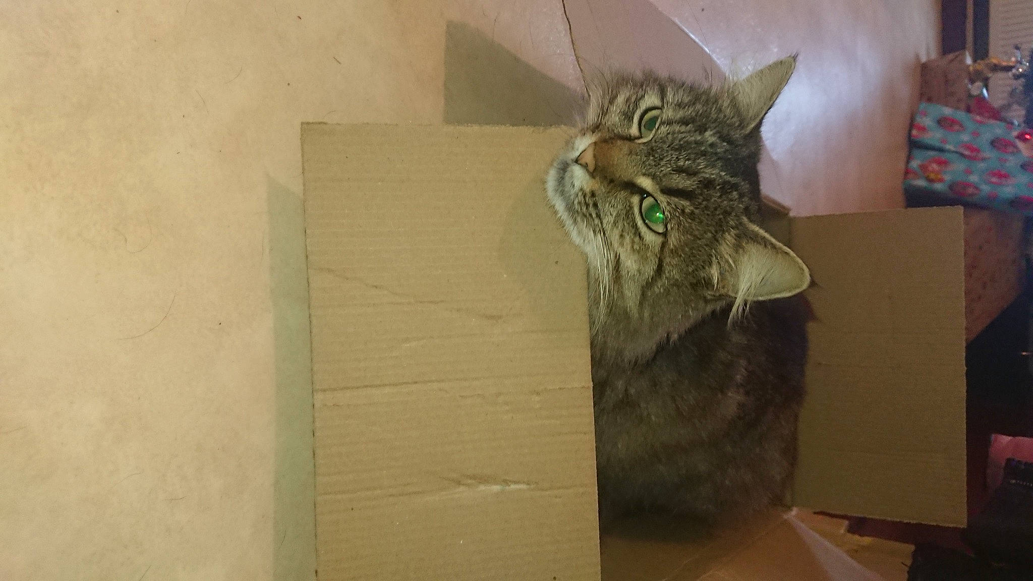 Chouchou participe au concours pour gagner de l'argent avec cette photo : art, box, cardboard, carnivore, carton, cat, domestic_short_haired_cat, eye, felidae, fur, hardwood, packaging_and_labeling, packing_materials, paper_product, sculpture, small_to_medium_sized_cats, snout, tail, whiskers, wood
