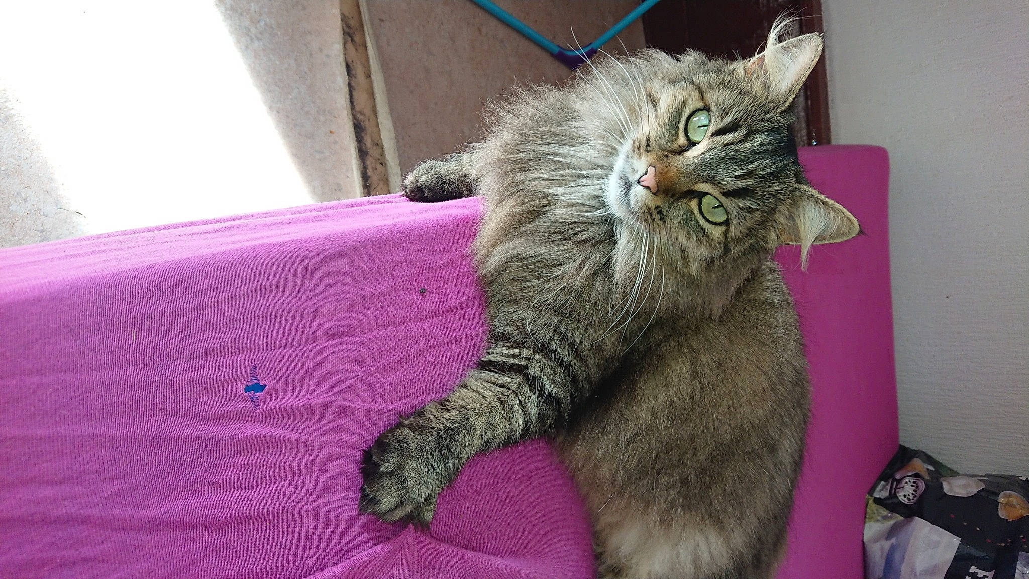 Chouchou