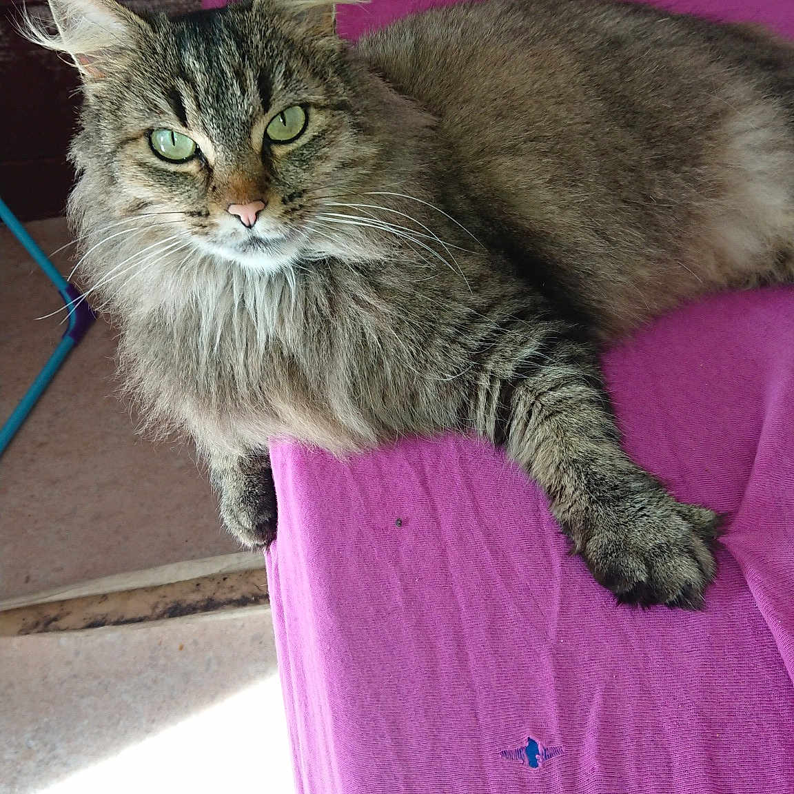 Chouchou