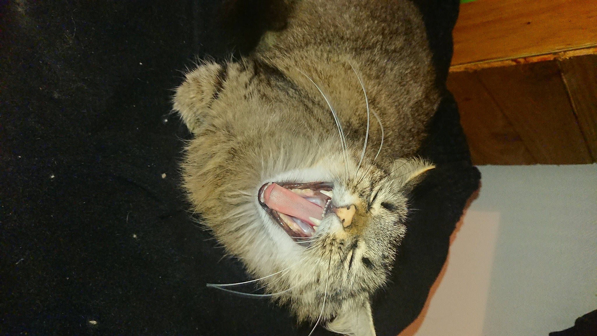 Chouchou participe au concours pour gagner de l'argent avec cette photo : carnivore, cat, claw, domestic_short_haired_cat, fang, felidae, fur, paw, roar, small_to_medium_sized_cats, snout, tail, terrestrial_animal, tooth, whiskers, wildlife, yawn
