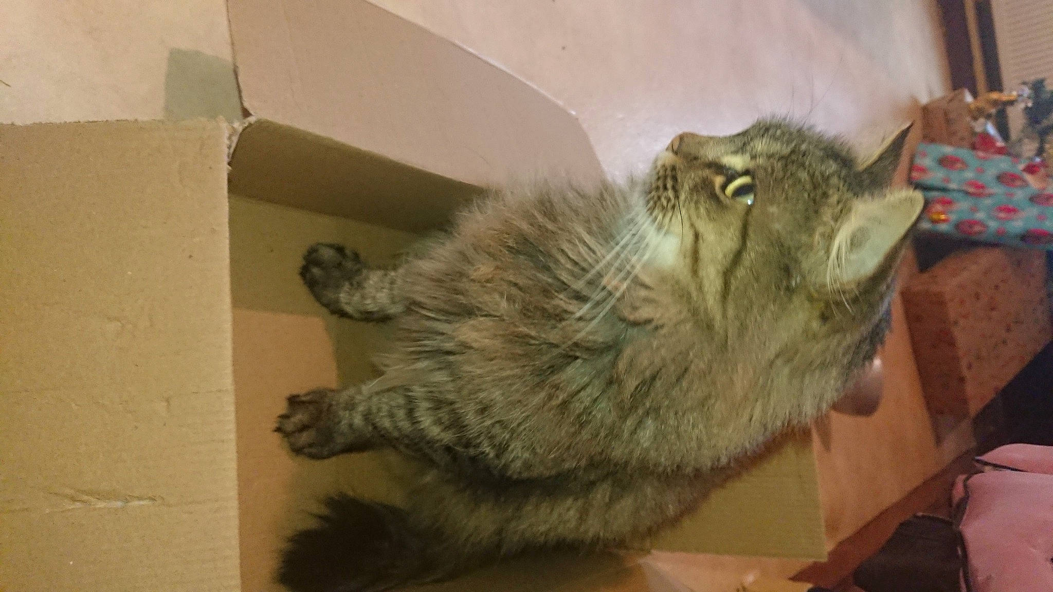 Chouchou participe au concours pour gagner de l'argent avec cette photo : box, carnivore, cat, claw, domestic_short_haired_cat, fawn, felidae, fur, nap, paw, small_to_medium_sized_cats, snout, tail, terrestrial_animal, whiskers