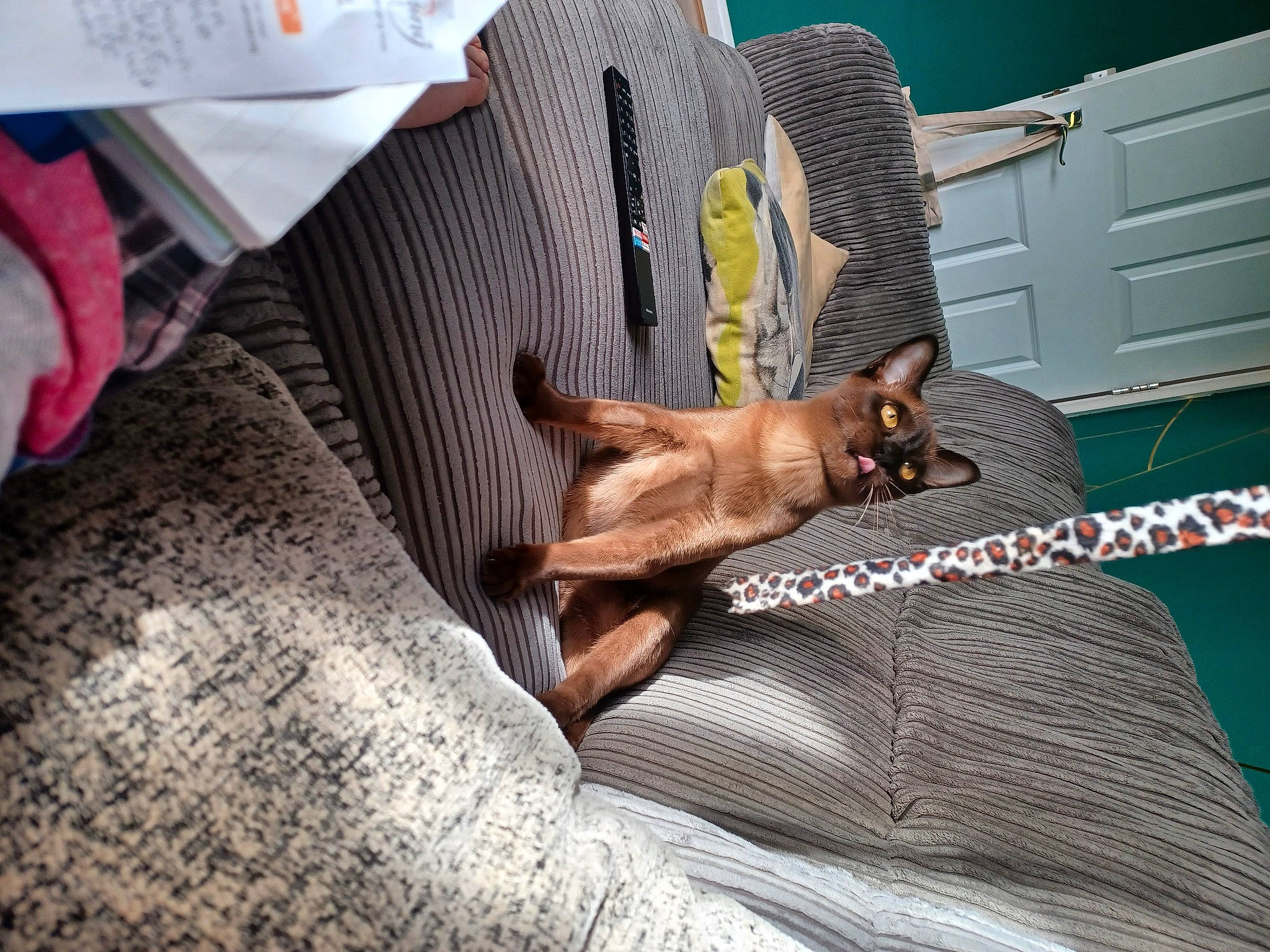 Salem is registered to the contest to win money with this photo: armrest, canidae, car_seat, carnivore, cat, chair, comfort, companion_dog, dog_breed, fawn, felidae, fur, human_leg, knee, linens, small_to_medium_sized_cats, sporting_group, thigh, whiskers, wood