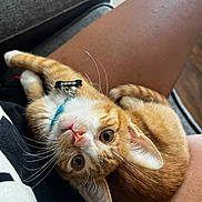 Kodi is registered to the contest to win money with this photo: kitten, cat, orange_cat, pet, lap, person, indoor, couch, fur, whiskers, collar, cute, animal, domestic_cat, relaxing, close_up, looking_at_camera, curious, young_cat, comfortable