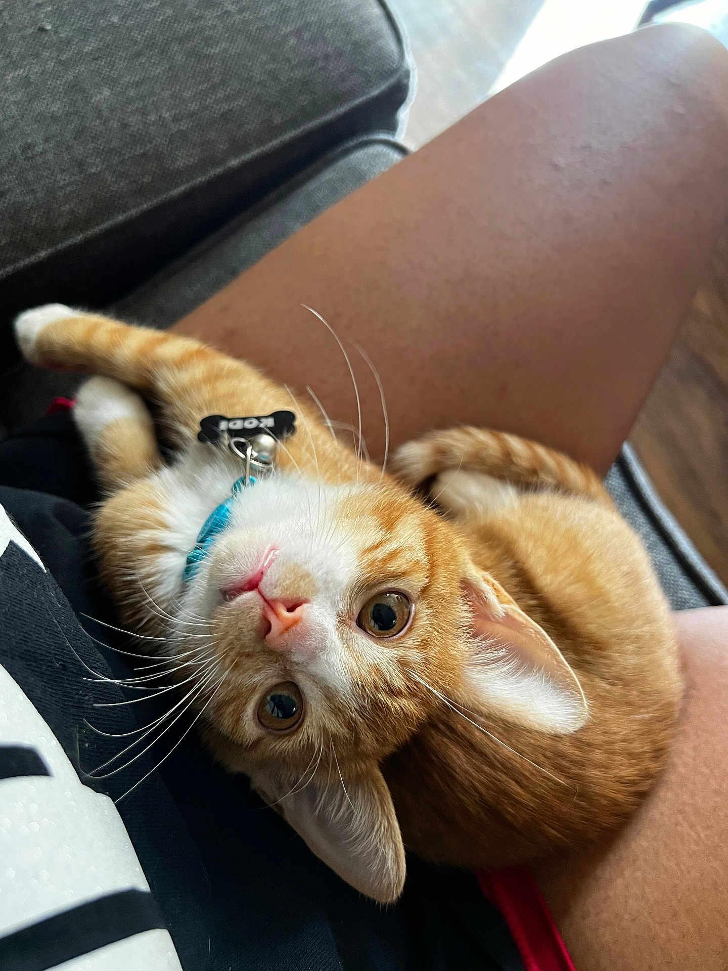 Kodi