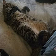 Sweetpea is registered to the contest to win money with this photo: cat, tabby, feline, pet, lying_down, relaxed, fur, whiskers, animal, sleeping, paw, indoor, cozy, domestic_animal, mammal, resting, cute, bed, soft, comfort