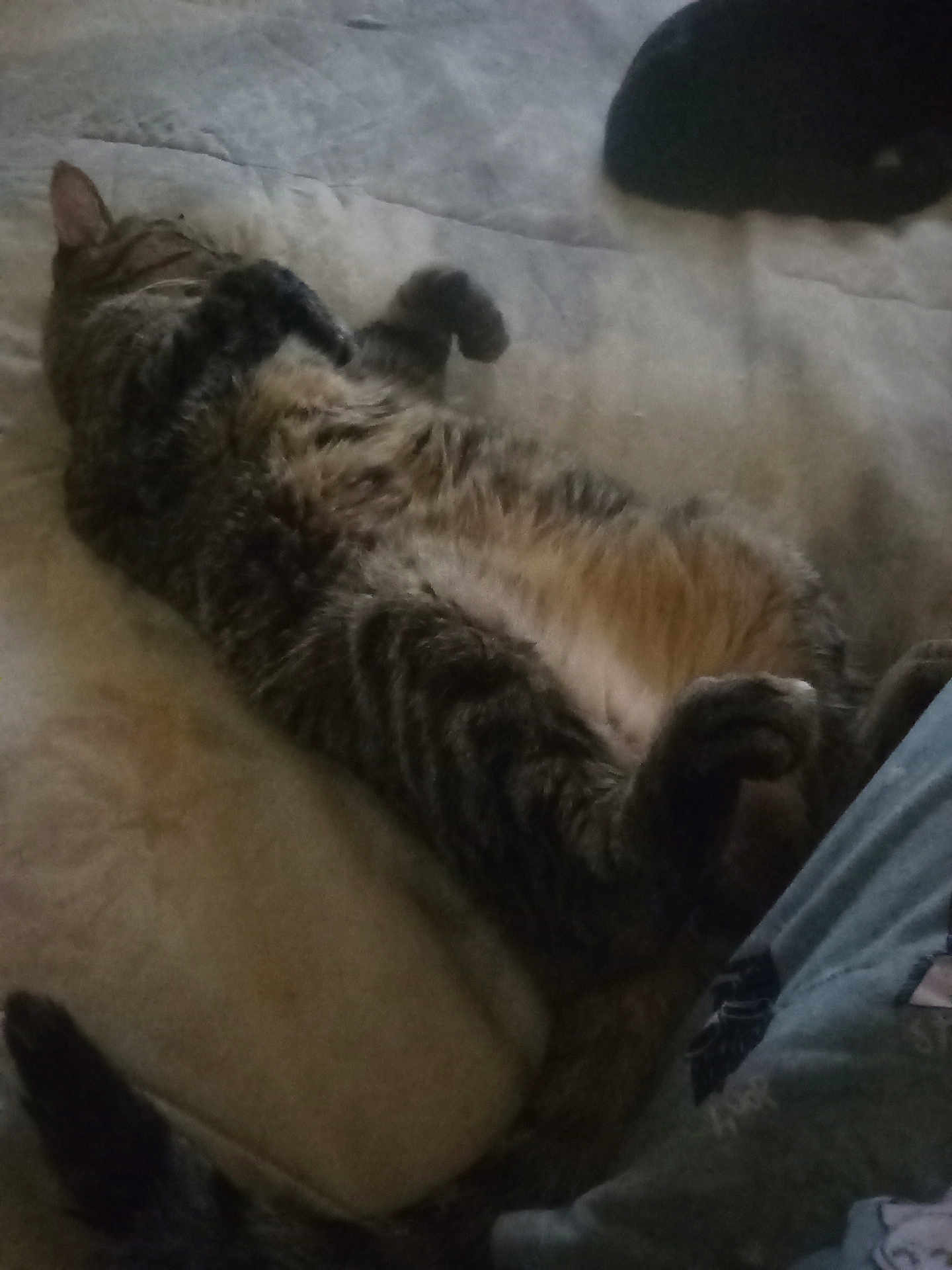 Sweetpea is registered to the contest to win money with this photo: cat, tabby, feline, pet, lying_down, relaxed, fur, whiskers, animal, sleeping, paw, indoor, cozy, domestic_animal, mammal, resting, cute, bed, soft, comfort