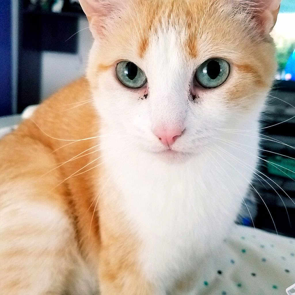 Lily
