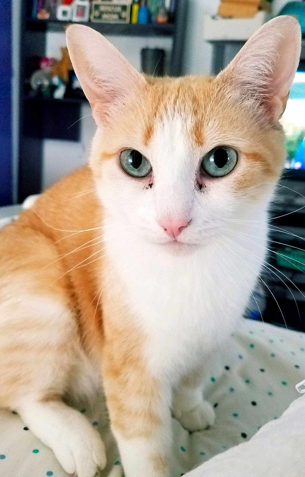 Lily