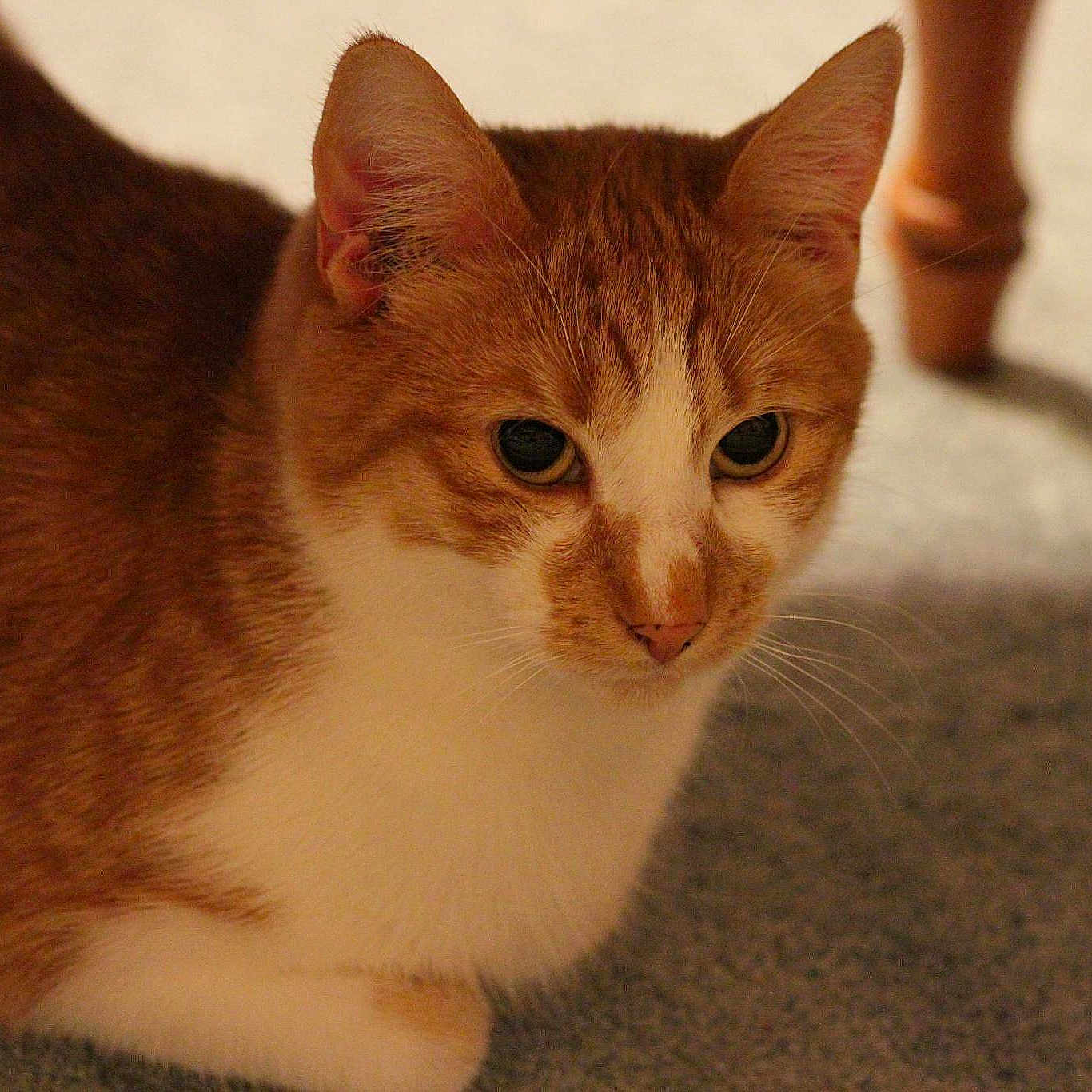 Charlie