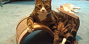 Mel is registered to the contest to win money with this photo: