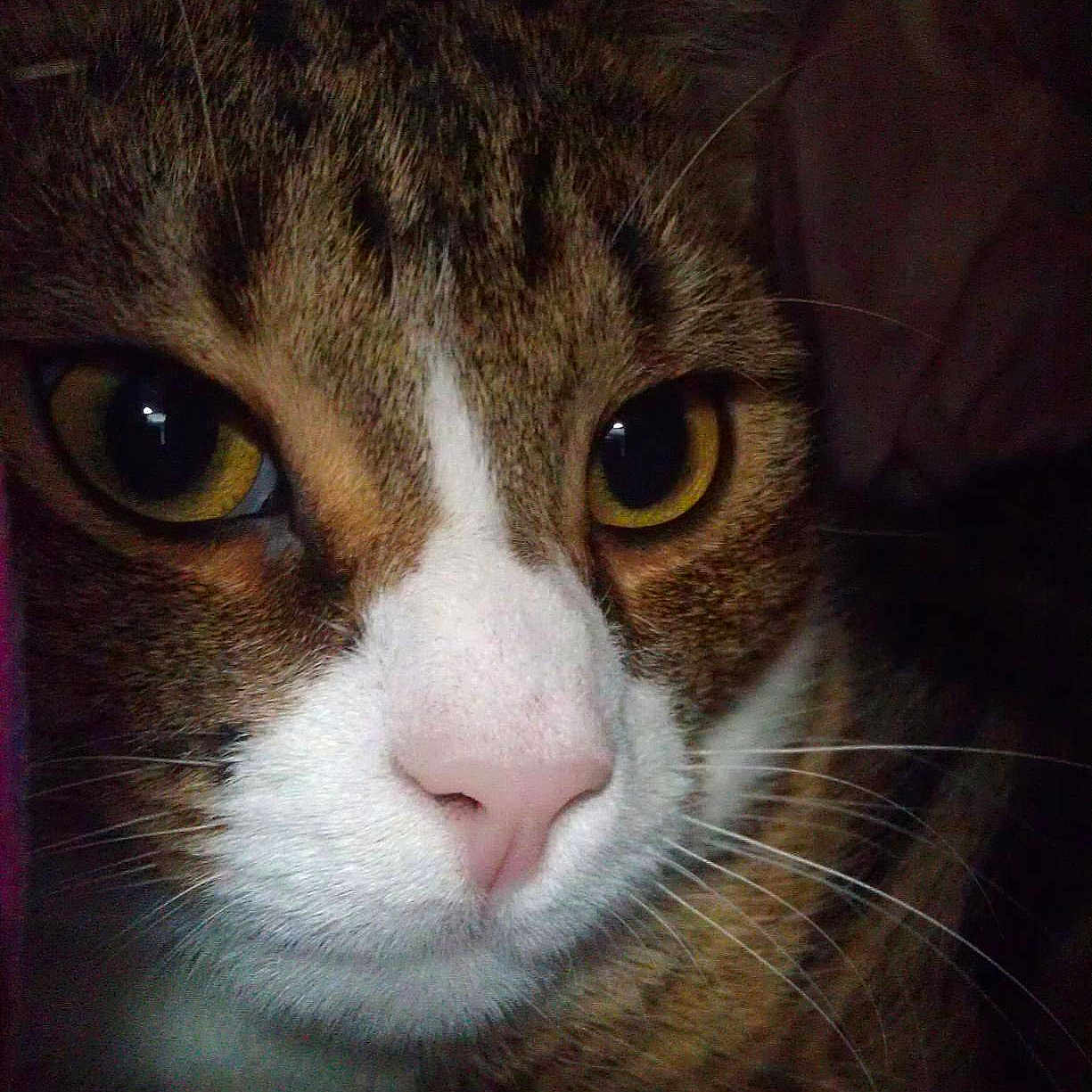Mel