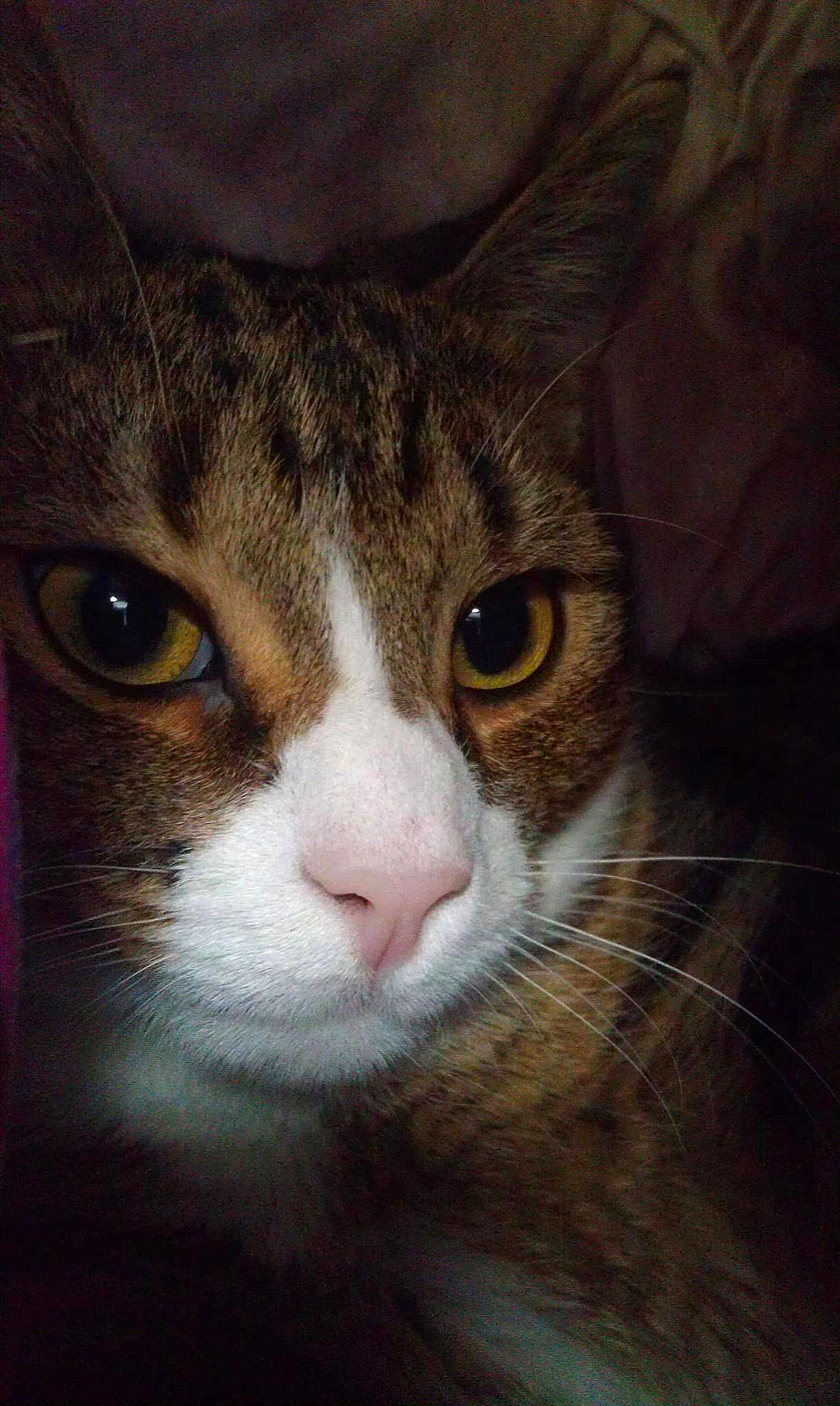 Mel