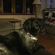 Sage joined the competition — help win amazing prizes! dog, indoor, couch, blanket, lamp, wood_floor, window, furniture, pet, living_room, black_and_white, canine, relaxed, house, cozy, domestic, animal, resting, home_interior, evening
