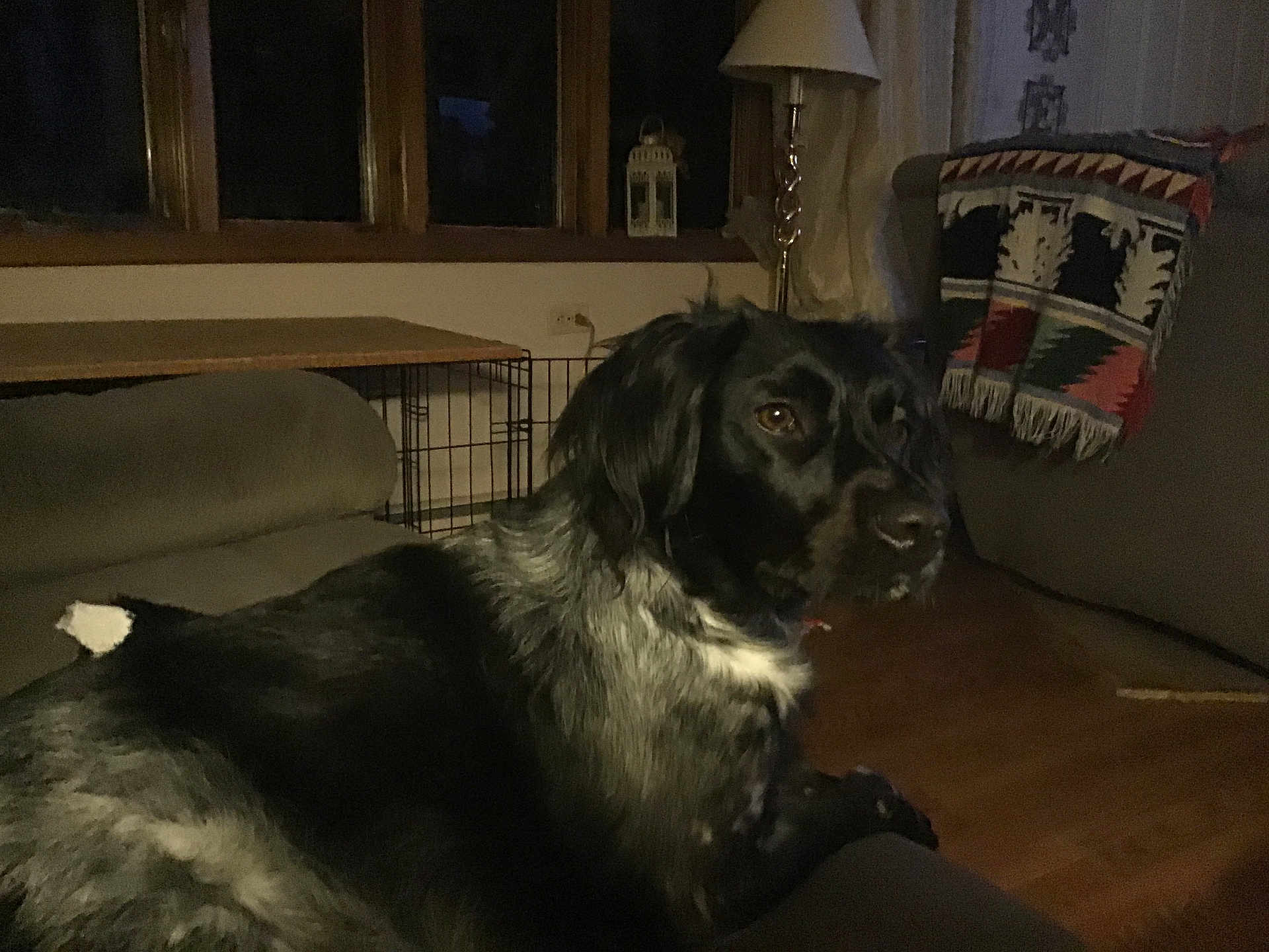 Sage joined the competition — help win amazing prizes! dog, indoor, couch, blanket, lamp, wood_floor, window, furniture, pet, living_room, black_and_white, canine, relaxed, house, cozy, domestic, animal, resting, home_interior, evening