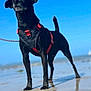 alert, animal, beach, black_dog, canine, daytime, dog, harness, loyal, nature, outdoor, pet, portrait, red_harness, reflection, sand, sky, standing, sunny, water