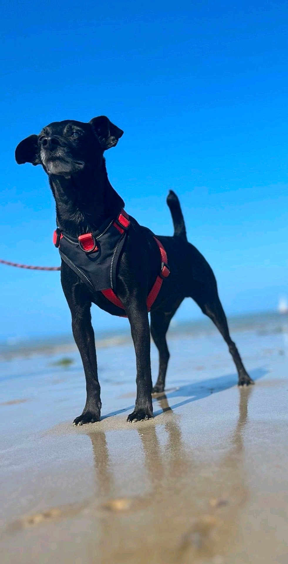 Pepsy a rejoint le concours — aidez-le/la à gagner de superbes lots ! alert, animal, beach, black_dog, canine, daytime, dog, harness, loyal, nature, outdoor, pet, portrait, red_harness, reflection, sand, sky, standing, sunny, water