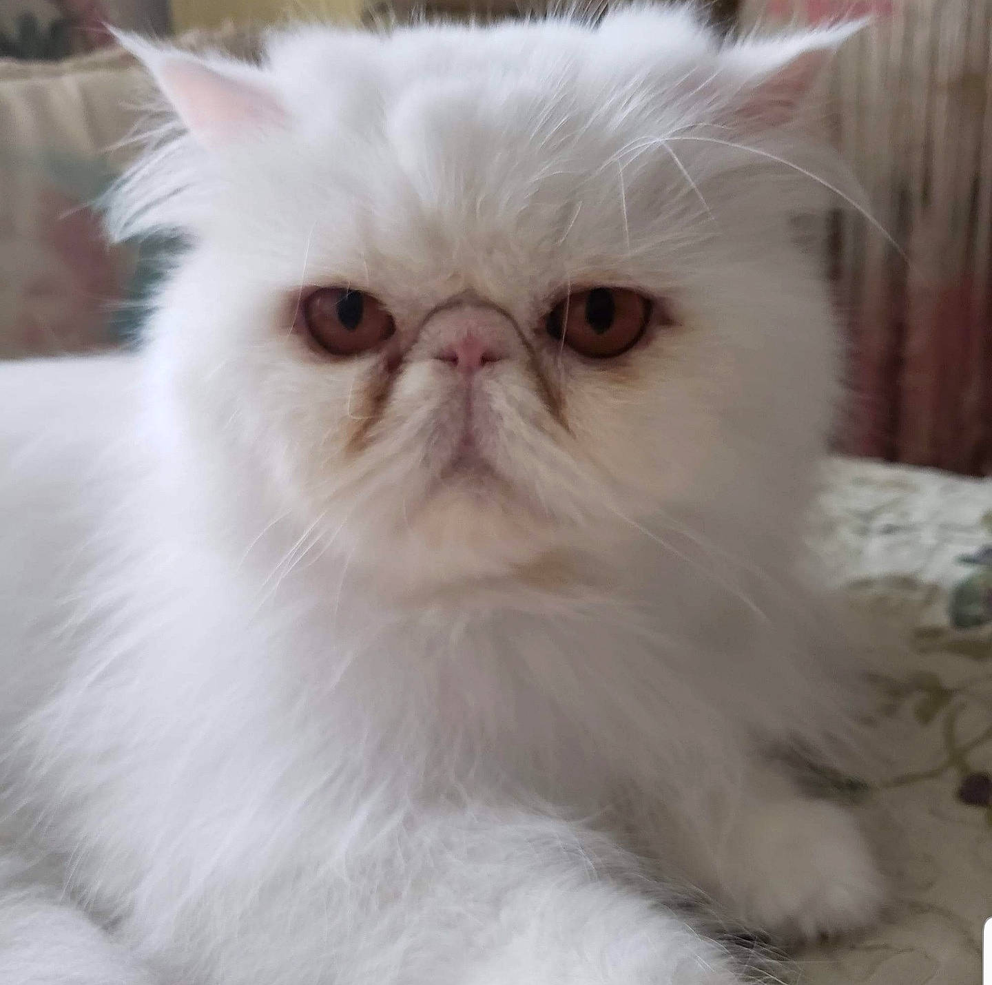 White Lightning joined the competition — help win amazing prizes! carnivore, cat, felidae, fur, persian, small_to_medium_sized_cats, snout, terrestrial_animal, whiskers, white