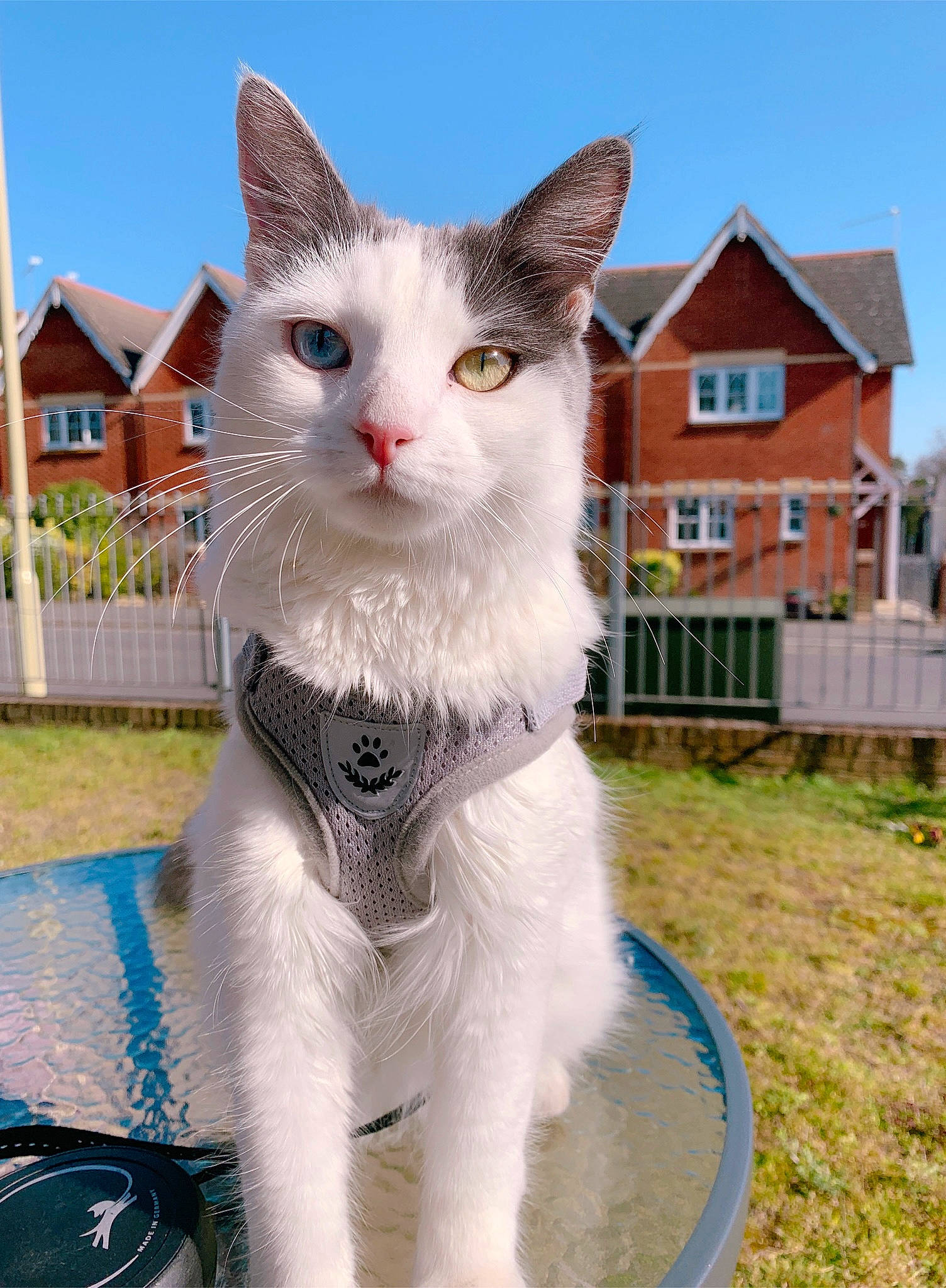 Sabrina is registered to the contest to win money with this photo: art, building, carnivore, cat, collar, domestic_short_haired_cat, felidae, fur, grass, house, paw, plant, sky, small_to_medium_sized_cats, tail, tree, whiskers, window
