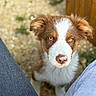 blurry_background, brown_and_white, casual_clothing, close_up, curious, dog, eyes, fur, ground, jeans, legs, natural_light, nose, outdoor, pet, portrait, puppy, relaxed, wooden_furniture, young_dog