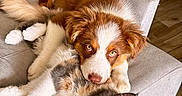 Benco a rejoint le concours — aidez-le/la à gagner de superbes lots ! animal, brown, calico_cat, cat, closeup, companion, couch, cozy, cute, dog, domestic, fluffy, friendship, furniture, indoor, laying, pet, puppy, relaxed, white
