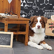 Benco a rejoint le concours — aidez-le/la à gagner de superbes lots ! dog, brown_and_white, wooden_chair, open_book, glasses, chalkboard, tile_floor, blackboard, scientific_doodles, game_box, board_games, indoor, pet, relaxed, furniture, education, decor, toy, reading, casual