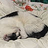 cat, black_and_white, sleeping, curled_up, pet, feline, fur, whiskers, paws, bed, blanket, bedding, floral, indoors, cozy, relaxed, nap, resting, close_up, cute