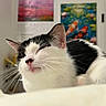 Mimi joined the competition — help win amazing prizes! cat, black_and_white, pet, animal, feline, whiskers, pink_nose, ears, close_up, portrait, indoors, home, wall_art, fish_art, colorful_background, white_fur, black_fur, sitting, relaxed, grumpy_expression