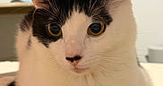 Mimi is registered to the contest to win money with this photo: cat, black_and_white, tuxedo_cat, pet, animal, feline, golden_eyes, whiskers, ears, nose, paws, fur, closeup, portrait, indoor, sitting, resting, alert, cute, home