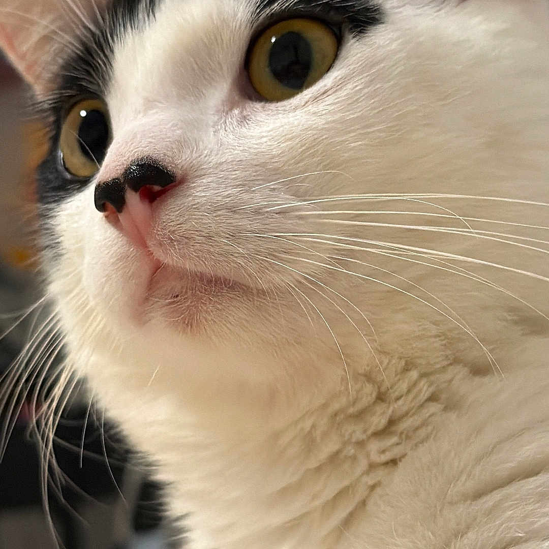 Mimi joined the competition — help win amazing prizes! cat, kitten, black_and_white, white_fur, black_patches, golden_eyes, whiskers, pink_nose, fluffy, close_up, portrait, animal, pet, feline, indoors, soft_lighting, shallow_depth_of_field, alert, looking_up, detailed_fur