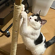 Mimi is registered to the contest to win money with this photo: cat, black_and_white_cat, pet, animal, feline, scratching_post, climbing, standing, indoor, wooden_floor, office_chair, storage_bin, whiskers, ears, tail, paws, fur, playful, home, photography