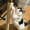 cat, black_and_white_cat, pet, animal, feline, scratching_post, climbing, standing, indoor, wooden_floor, office_chair, storage_bin, whiskers, ears, tail, paws, fur, playful, home, photography