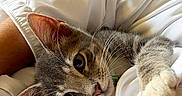 Rori is registered to the contest to win money with this photo: cat, feline, gray_cat, pet, animal, face, whiskers, ears, eyes, paw, fur, lying_down, bed, bedding, blanket, indoors, cozy, sleeping, portrait, close_up