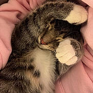 Rori joined the competition — help win amazing prizes! cat, tabby_cat, sleeping, sleepy, curled_up, paw, white_paws, whiskers, fur, striped_fur, pink_blanket, cozy, indoors, cute, relaxed, resting, pet, animal, closeup, portrait