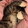 cat, tabby_cat, sleeping, sleepy, curled_up, paw, white_paws, whiskers, fur, striped_fur, pink_blanket, cozy, indoors, cute, relaxed, resting, pet, animal, closeup, portrait