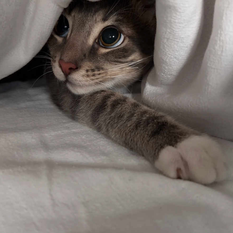 Rori