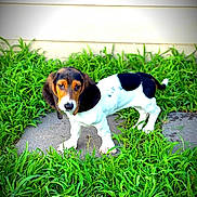 Juno is registered to the contest to win money with this photo: puppy, dog, beagle, tricolor, grass, outdoor, path, curious, pet, animal, nature, young, ears, cute, fur, walking, small, mammal, greenery, looking