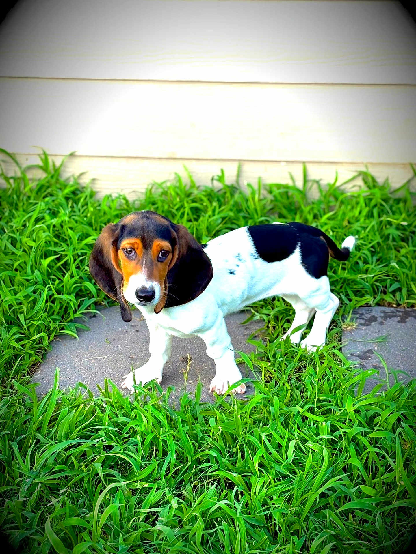 Juno