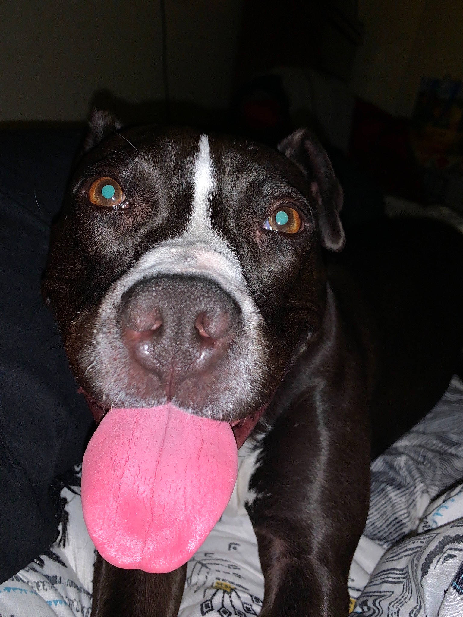 Alice joined the competition — help win amazing prizes! american_pit_bull_terrier, american_staffordshire_terrier, canidae, carnivore, dog, dog_breed, fawn, mammal, non_sporting_group, nose, pit_bull, snout, sporting_group, staffordshire_bull_terrier, whiskers