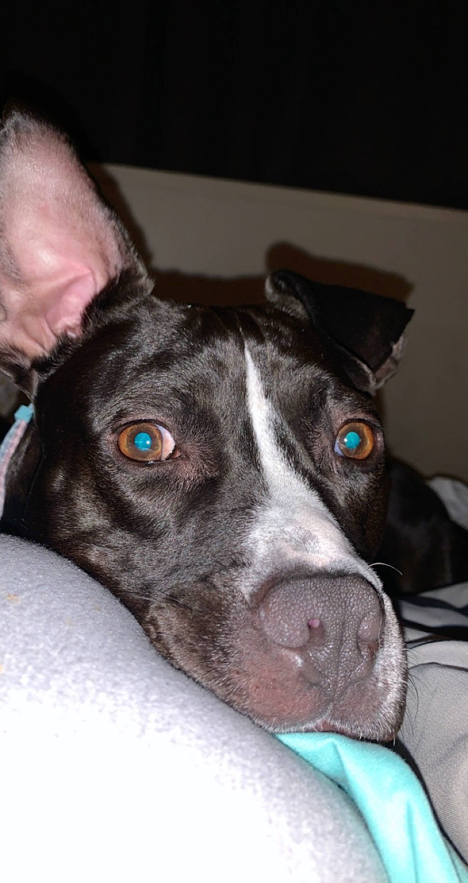 Alice joined the competition — help win amazing prizes! american_pit_bull_terrier, american_staffordshire_terrier, canidae, carnivore, dog, dog_breed, dog_collar, ear, eye, fawn, mammal, non_sporting_group, nose, pit_bull, puppy, snout, sporting_group, vertebrate, whiskers