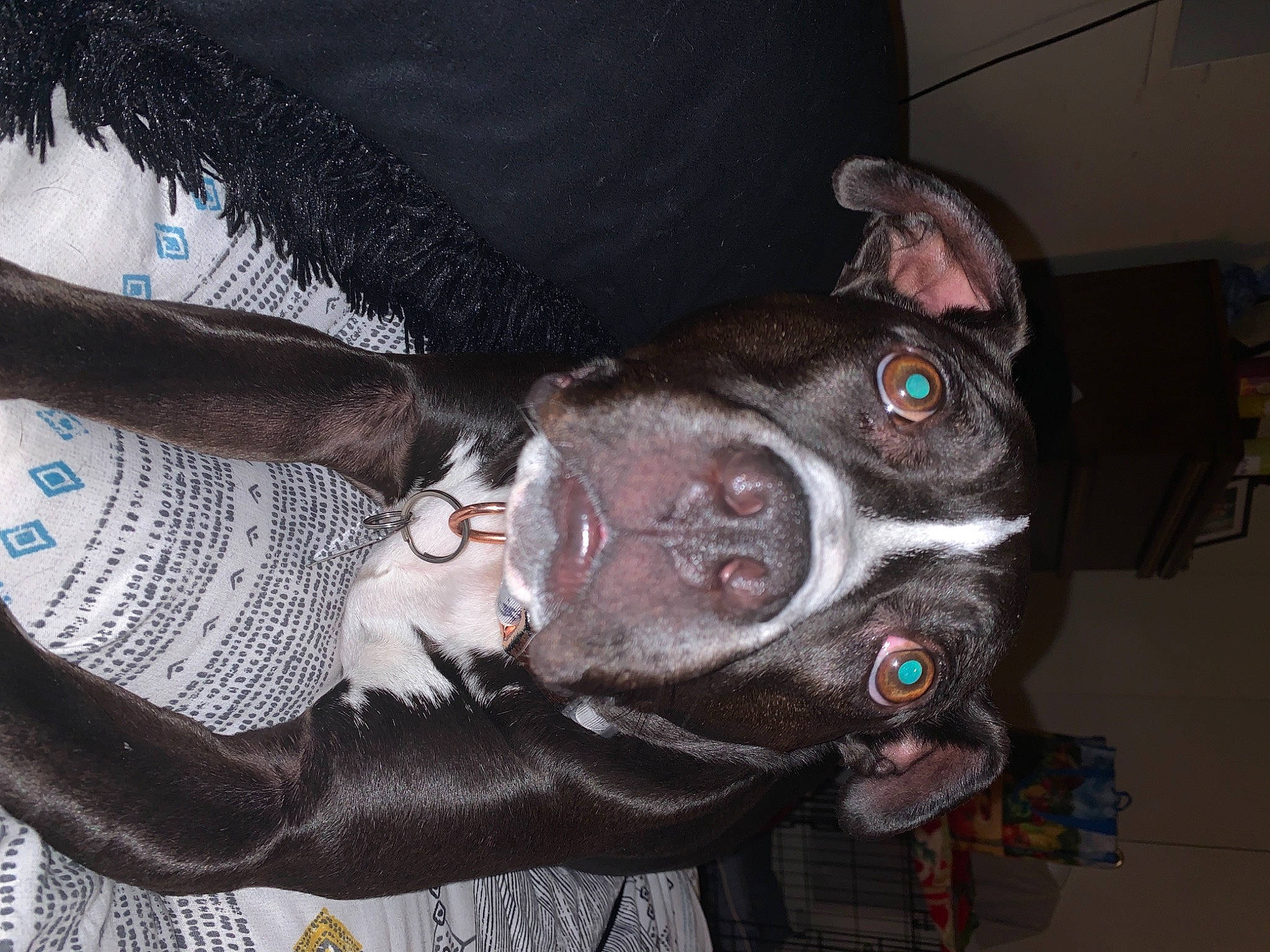 Alice joined the competition — help win amazing prizes! american_pit_bull_terrier, american_staffordshire_terrier, bandog, boston_terrier, canidae, carnivore, companion_dog, dog, dog_breed, fawn, french_bulldog, non_sporting_group, pit_bull, snout, sporting_group, staffordshire_bull_terrier