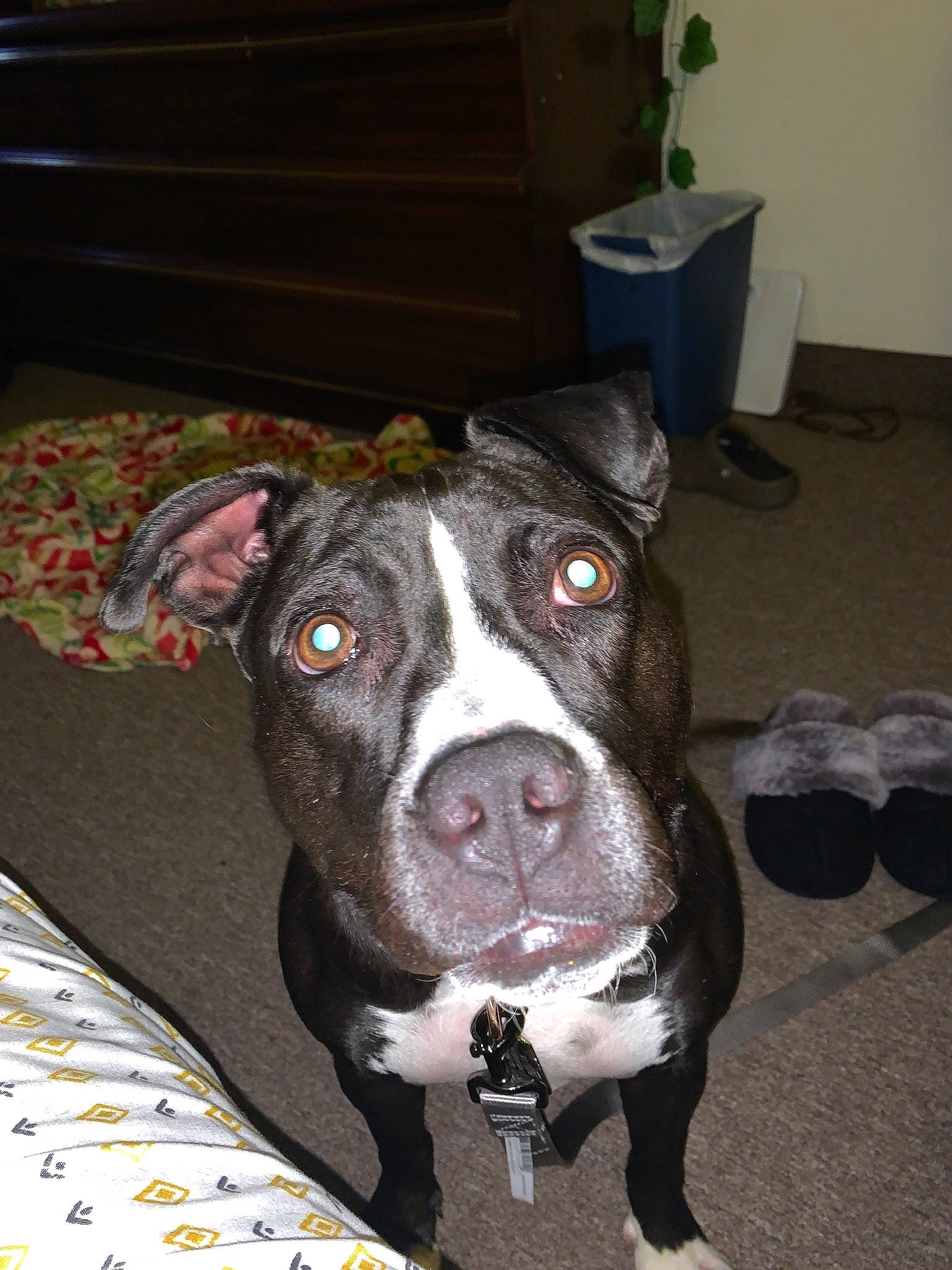 Alice joined the competition — help win amazing prizes! american_bulldog, american_pit_bull_terrier, american_staffordshire_terrier, bandog, canidae, carnivore, dog, dog_breed, ear, fawn, mammal, non_sporting_group, nose, pit_bull, rare_breed_dog, snout, sporting_group, staffordshire_bull_terrier, valley_bulldog, whiskers