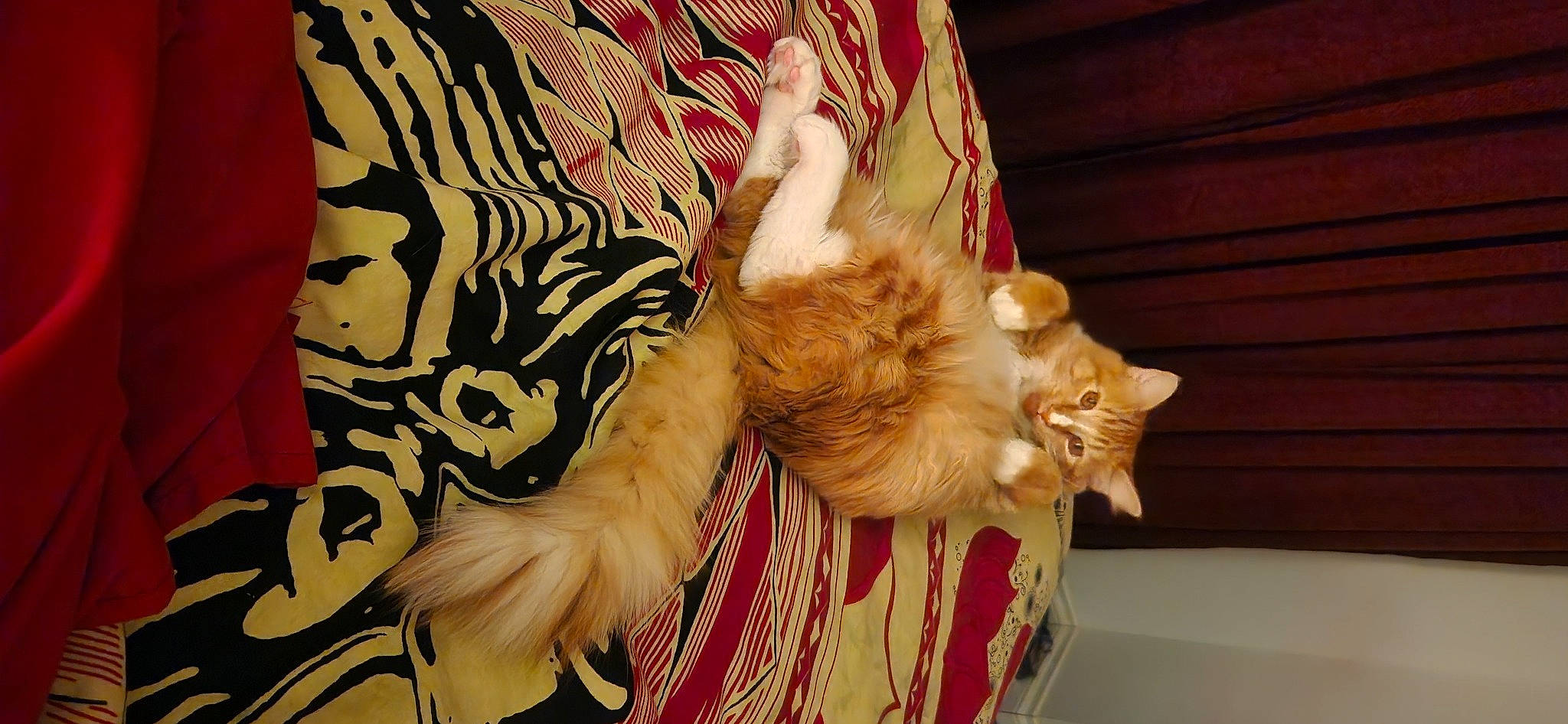 Leo Orenstein joined the competition — help win amazing prizes! carnivore, cat, comfort, companion_dog, couch, dress, fawn, felidae, foot, fur, hat, human_leg, mammal, pattern, paw, room, small_to_medium_sized_cats, tail, thigh, whiskers