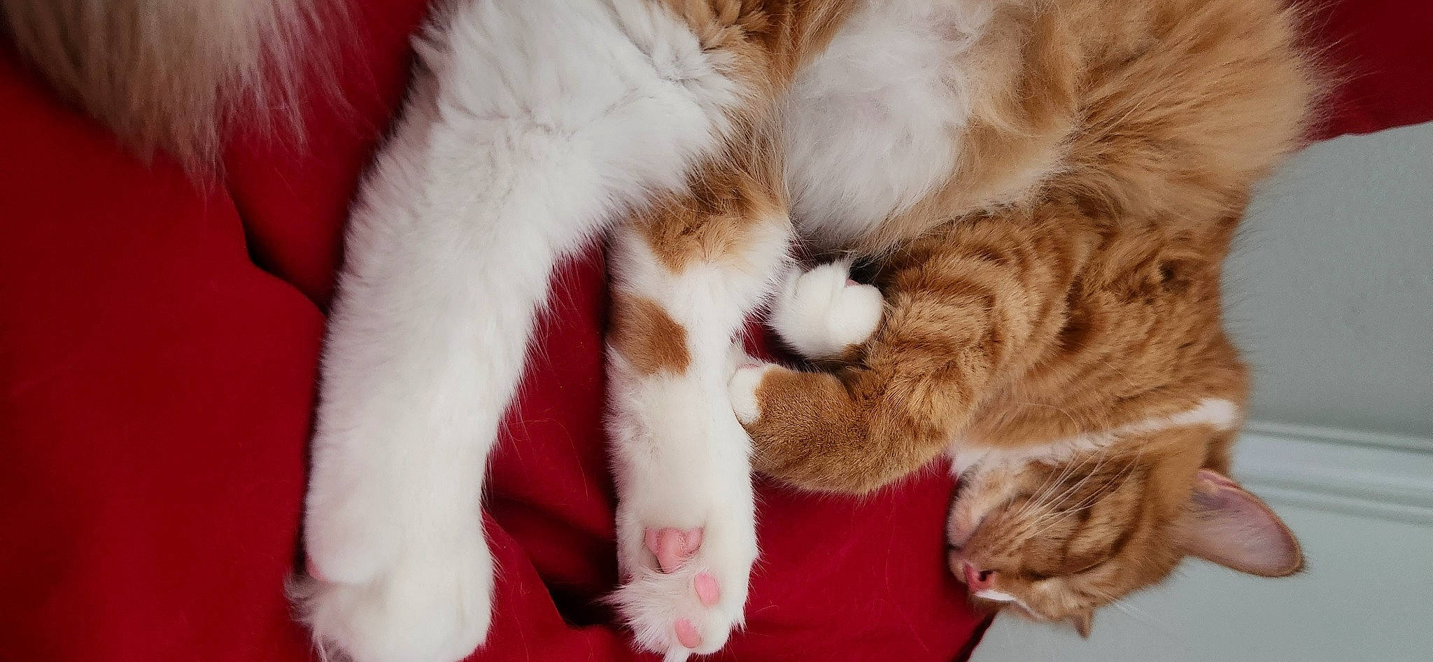 Leo Orenstein joined the competition — help win amazing prizes! carnivore, cat, claw, comfort, domestic_short_haired_cat, felidae, foot, fur, nap, paw, sleep, small_to_medium_sized_cats, tail, whiskers