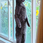 Chunk joined the competition — help win amazing prizes! cat, curious, domestic_animal, ears, feline, fur, gray_cat, greenery, indoor, looking_out, pet, plants, standing, sunlight, tail, vertical, whiskers, window, windowsill, yellow_flowers