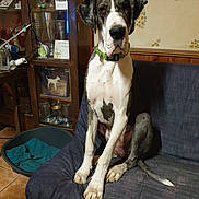 Pinkie a rejoint le concours — aidez-le/la à gagner de superbes lots ! dog, great_dane, pet, indoors, couch, furniture, collar, animal, canine, sitting, blue_couch, wooden_cabinet, photo_frames, dog_bed, floor_tiles, wallpaper, home_interior, domestic, calm, large_dog