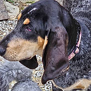Vaika a rejoint le concours — aidez-le/la à gagner de superbes lots ! dog, black_and_tan, floppy_ears, pink_collar, curly_fur, gray_dog, outdoor, gravel, close_up, pets, animal, companion, friendship, canine, texture, fur, nature, two_dogs, side_view, standing