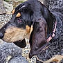 animal, black_and_tan, canine, close_up, companion, curly_fur, dog, floppy_ears, friendship, fur, gravel, gray_dog, nature, outdoor, pets, pink_collar, side_view, standing, texture, two_dogs