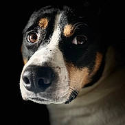 Snickers participe au concours pour gagner de l'argent avec cette photo : dog, close_up, portrait, animal, black_background, brown_eyes, white_fur, black_fur, tan_fur, pet, muzzle, whiskers, face, canine, looking_away, soft_light, detailed, animal_portrait, fur_texture, domestic_animal
